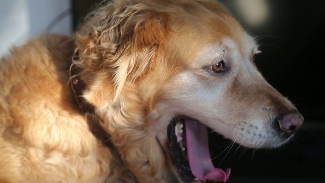 金毛猎犬视频下载