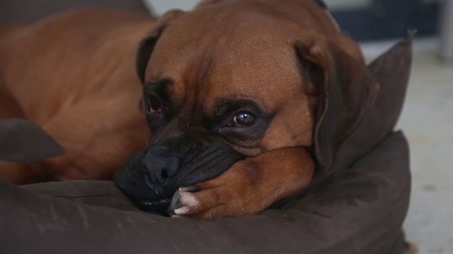 拳师犬在休息视频下载