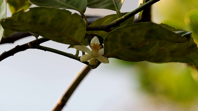 酸橙花视频素材