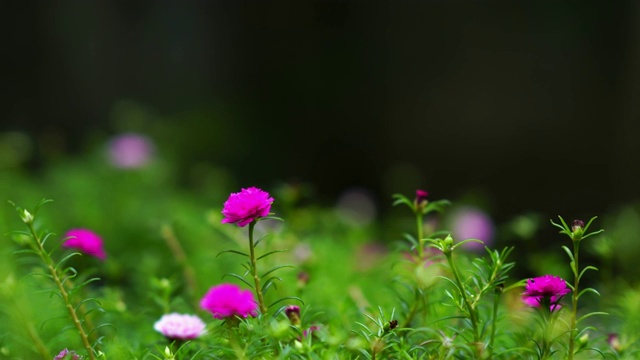 彩色抽象的花背景视频素材