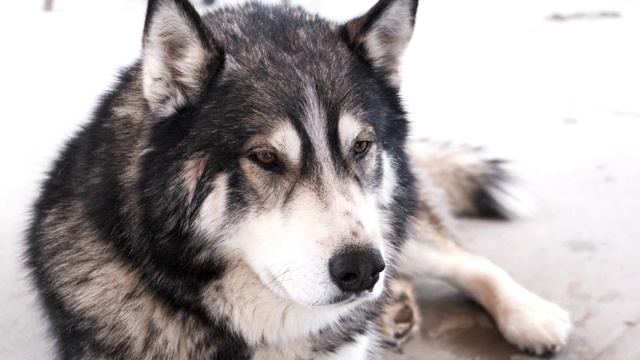 狗在户外繁殖阿拉斯加雪橇犬视频素材