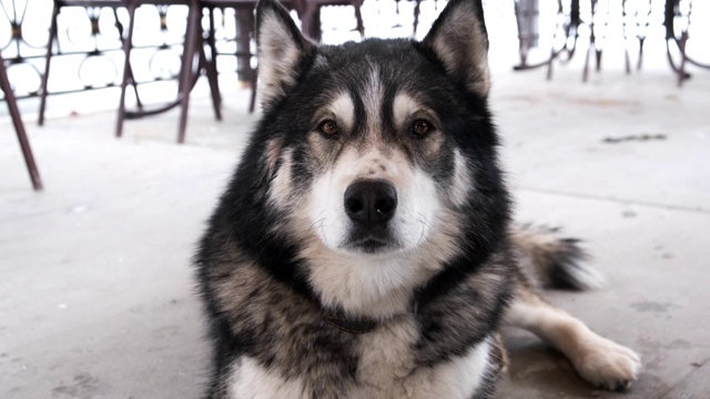 狗在户外繁殖阿拉斯加雪橇犬视频素材