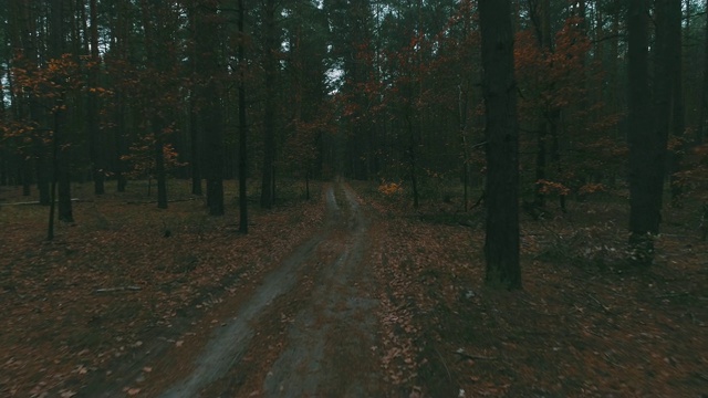 秋天的森林道路视频素材