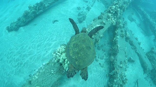 向上倾斜:在夏威夷拉海纳海下滑翔的海龟视频素材