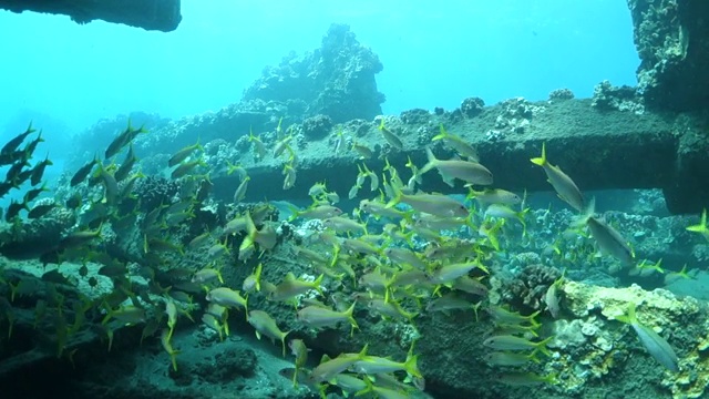 向下倾斜:鱼群在夏威夷拉海纳水域旅行视频素材