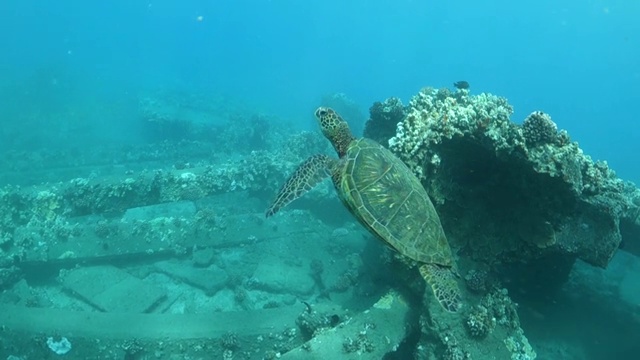 向上倾斜:海龟从夏威夷拉海纳的海底出现视频素材