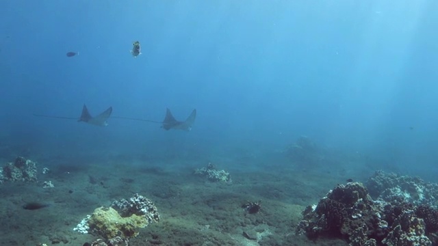 右到左:刺鳐在夏威夷拉海纳的水域中滑行视频素材