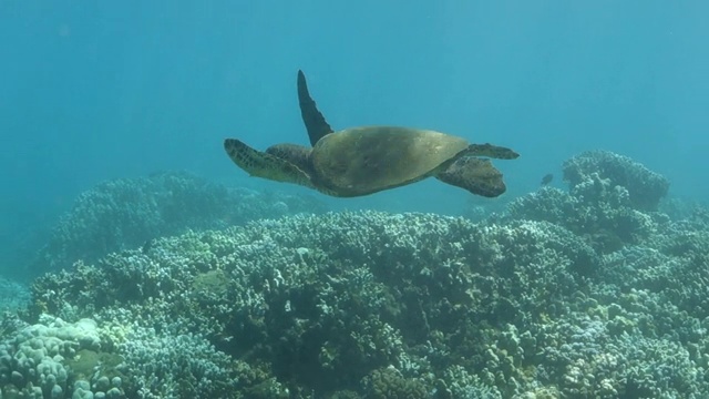 从右到左:在夏威夷拉海纳水下不停地拍打视频素材