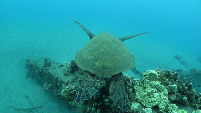 前进:在夏威夷拉海纳水域下面追踪一只海龟视频素材