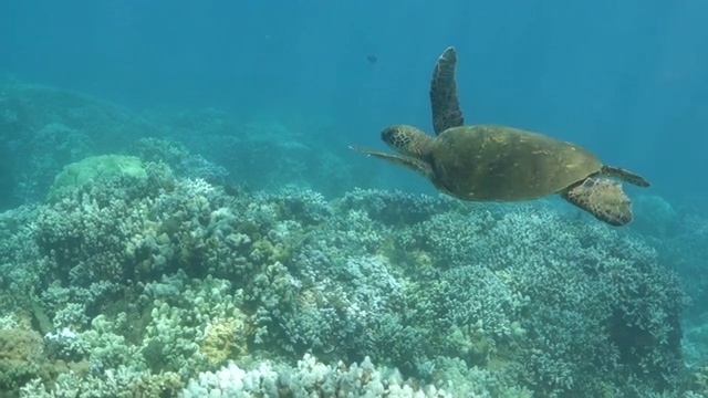 从右到左:海龟在夏威夷拉海纳的珊瑚上游泳视频素材