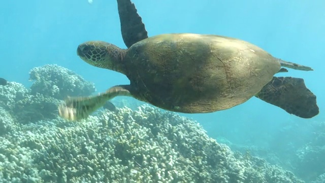 从右到左:夏威夷拉海纳海底拍打的鳍状肢视频素材