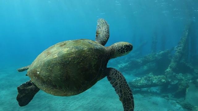 右到左:在夏威夷拉海纳海底游泳的海龟视频素材