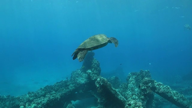 倾斜:海龟盘旋在夏威夷拉海纳的水下与珊瑚视频素材