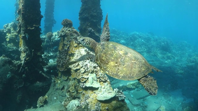 右到左:好奇的海龟在夏威夷拉海纳海底探险视频素材