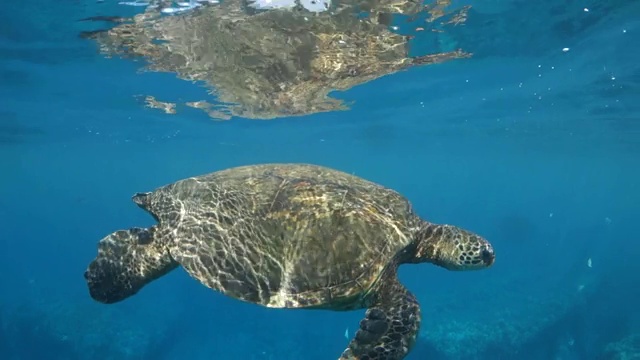 从左到右平移:海龟在水面上的倒影视频素材