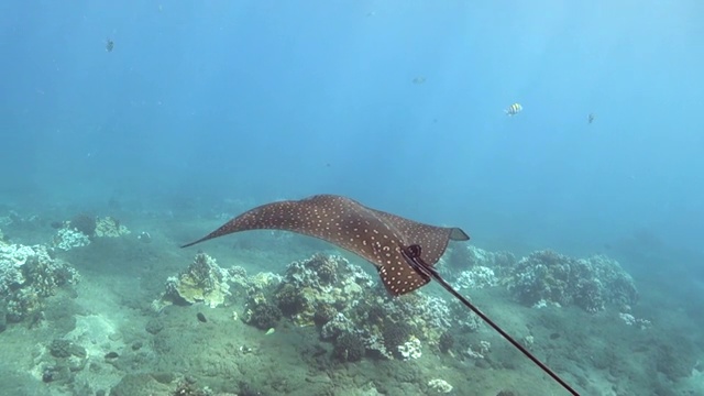 从右到左:在夏威夷拉海纳海底和其他鱼一起飞行视频素材