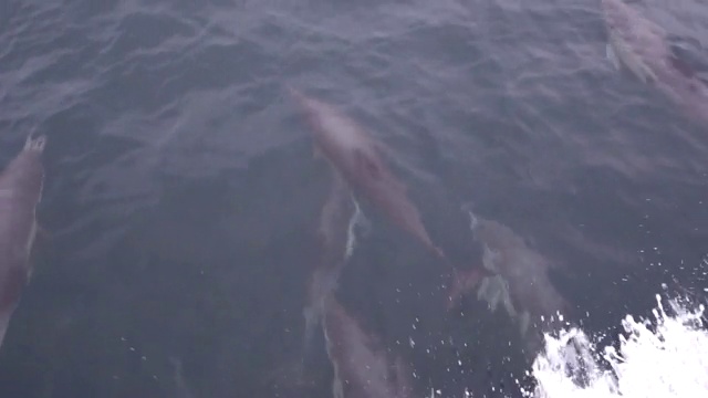 空中向前:海豚在互相比赛时冲向对方视频素材