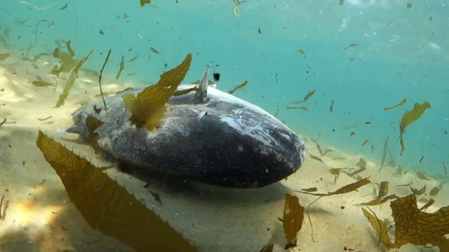 封锁:死鱼漂浮在加州蒙特利的桑迪水域视频素材