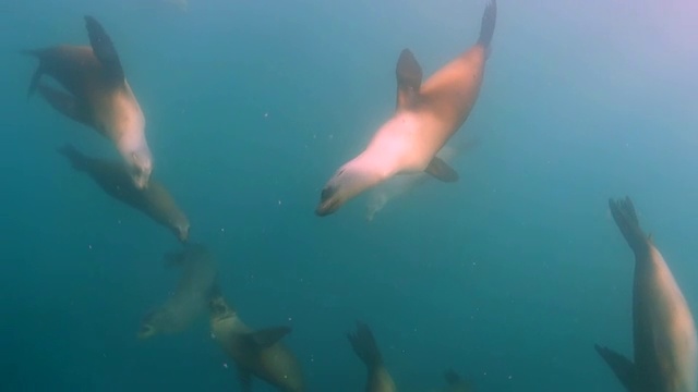 特写:海豹优雅地与其他鱼在浑浊的海水中游泳视频素材