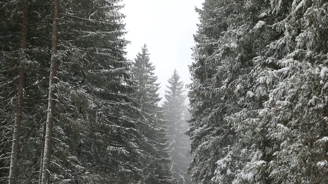 山区的针叶林视频素材