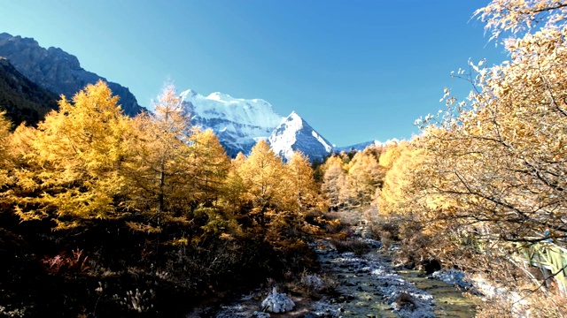 亚丁自然保护区，秋天，仙乃日神山的淘金松林视频素材