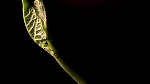 豆芽发芽。孤立在黑色背景上。春天的时间流逝。植物生长。视频素材