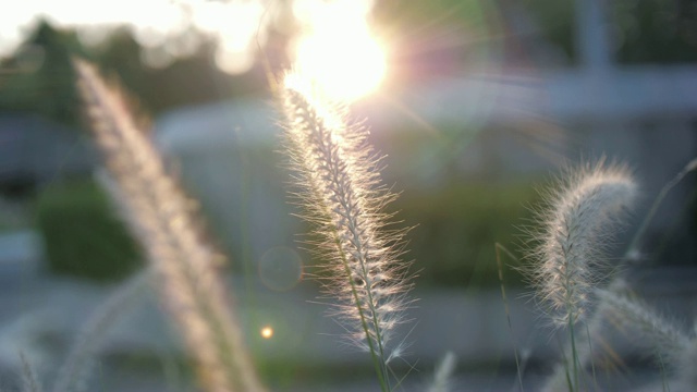 花带夕阳，慢镜头视频素材