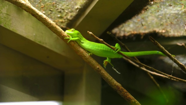 水族箱里的绿壁虎视频素材