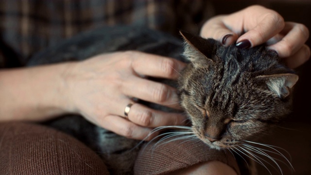 女人抚摸着躺在她怀里的可爱的猫。视频素材