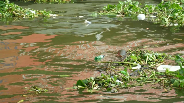 河上漂浮着垃圾和水葫芦视频素材