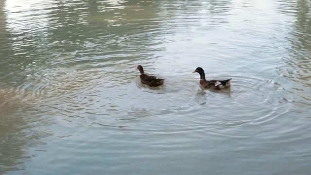 两个鸭子视频素材