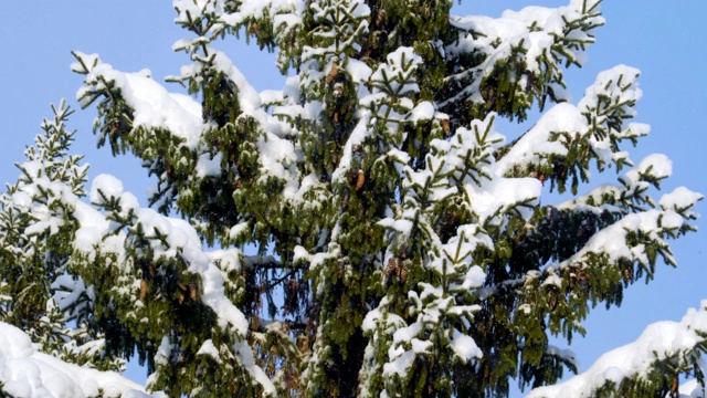 雪正下在城里的小松树上视频素材