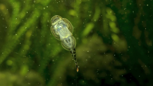 小鱼在吸水族箱玻璃视频素材