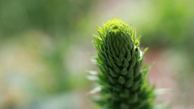 关闭花蕾视频下载