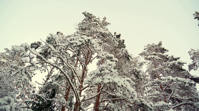 高大的树木被厚厚的白雪覆盖视频素材