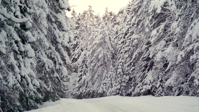 松树上覆盖着厚厚的白雪视频素材