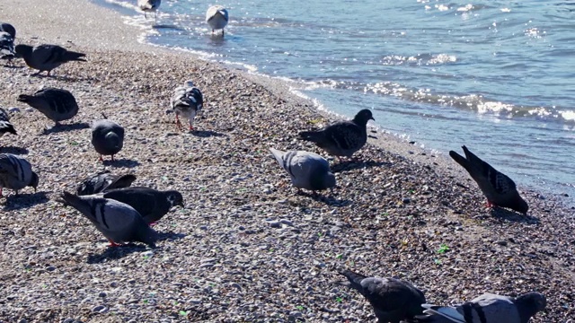 鸽子和海鸥在海边视频素材