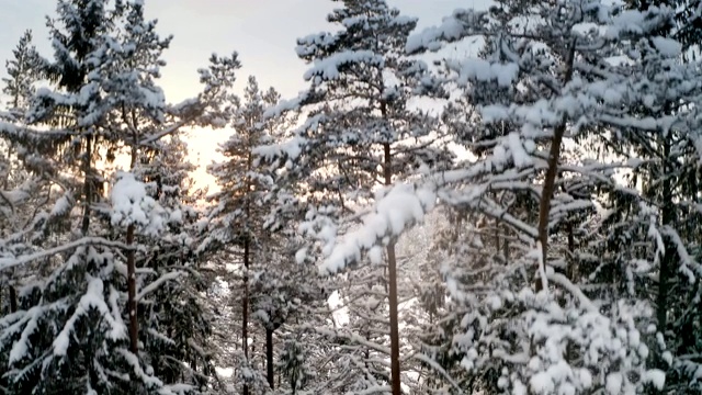 云杉树被雪覆盖的景象视频素材