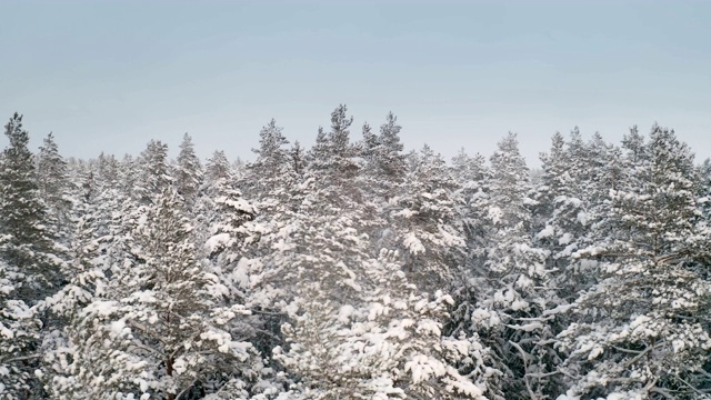 松树的顶端覆盖着积雪视频素材