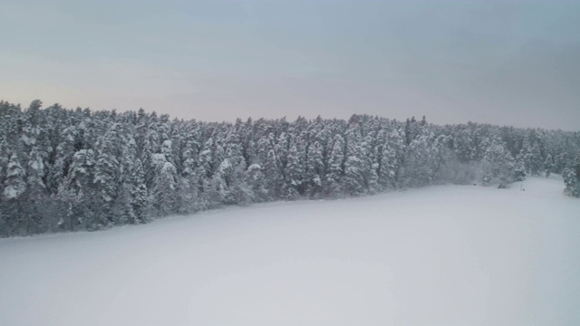 森林里的松树覆盖着厚厚的积雪视频素材