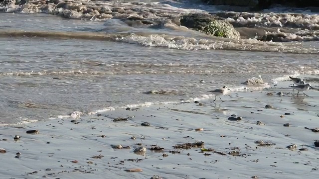 幼鱼很快地逃离了海浪视频下载