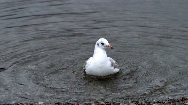 4K海鸥在雨天在水里玩耍和清洁自己视频素材