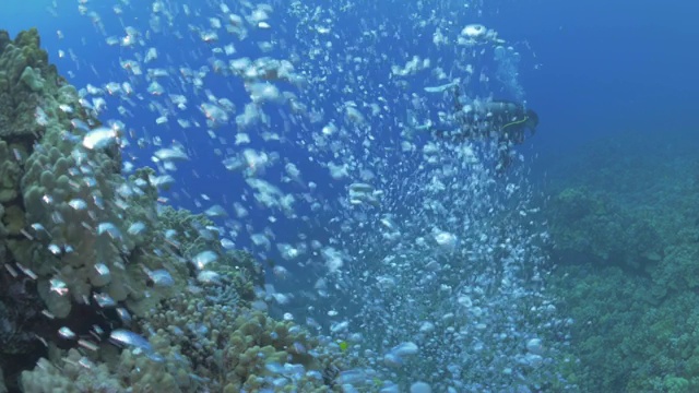 特写:水肺潜水员游过珊瑚礁，气泡上升视频素材