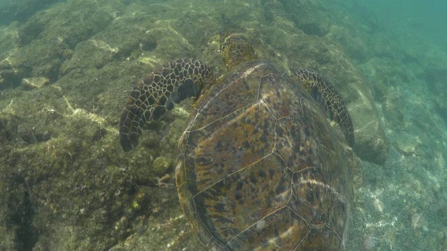 特写:海龟游过岩石海床视频素材