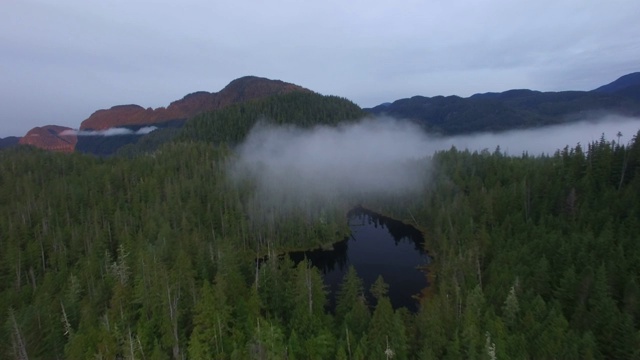 航拍:浓密、绿色的森林，背景有雾、河流和山脉视频素材