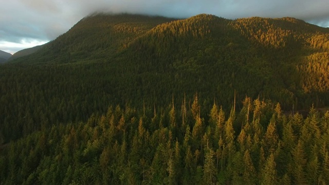 鸟瞰图:夕阳下茂密的绿色森林覆盖着群山视频素材