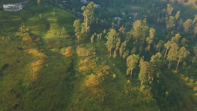 斯里兰卡Nuwara Eliya茶园的日出视频素材