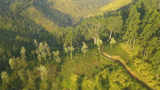 斯里兰卡Nuwara Eliya茶园的日出视频素材