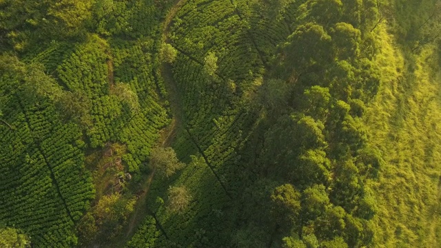 斯里兰卡Nuwara Eliya茶园的日出视频素材