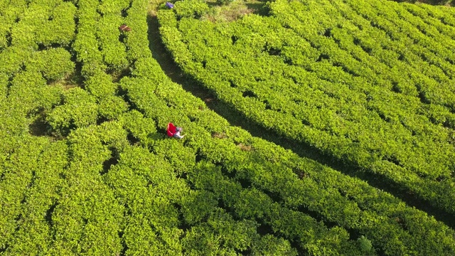 斯里兰卡当地的少数民族妇女在种植园里采摘茶叶视频素材